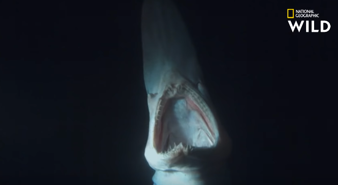 requin lutin gueule ouverte