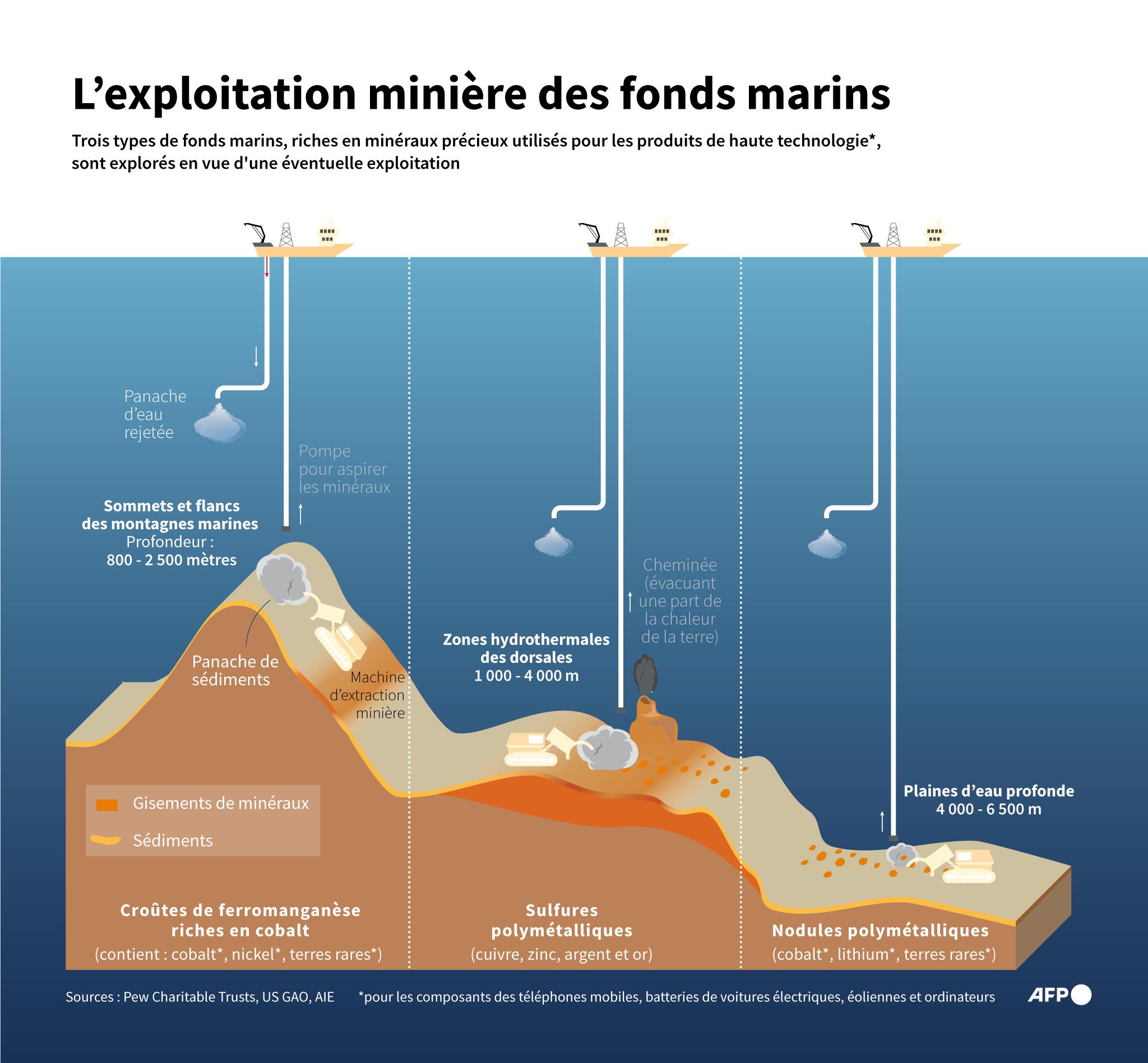 L'exploitation minières des fonds marins, impact sur le requin lutin