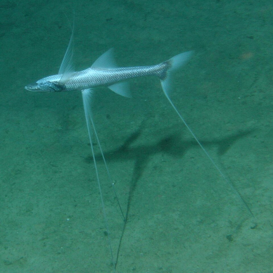 Image de poisson dans l'alimentation du requin lutin