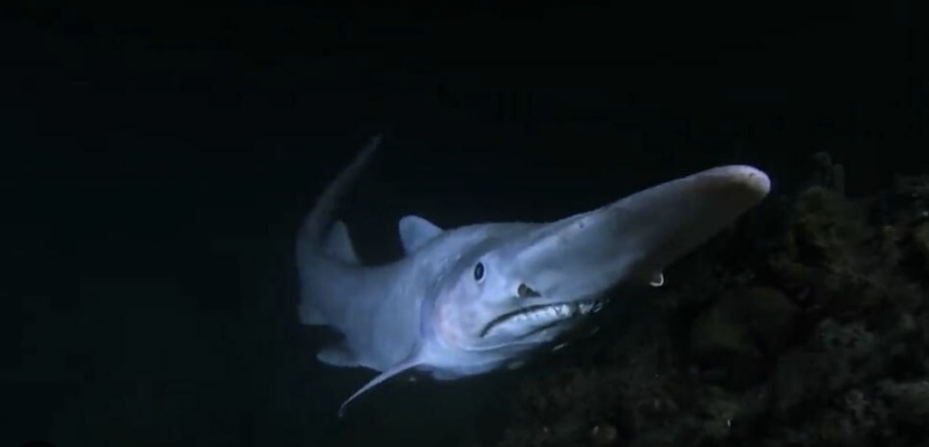 Requin_lutin_sombre