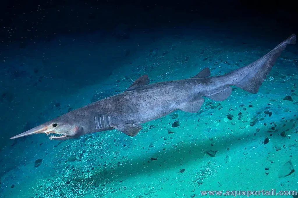 requin lutin dans les abysses