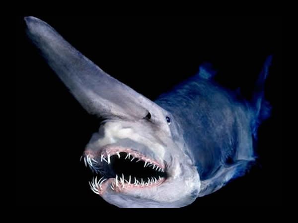 Requin lutin dans les abysses