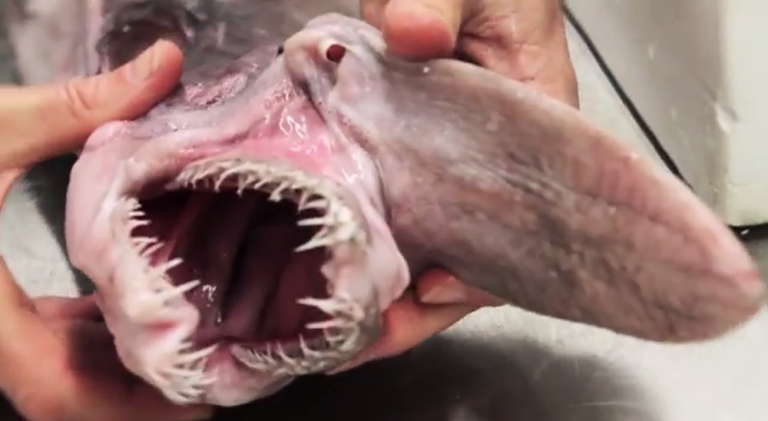 tête du requin lutin