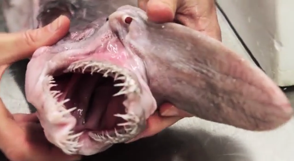 tête du requin lutin