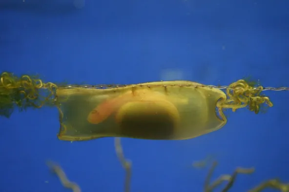 embryon d'un requin lutin