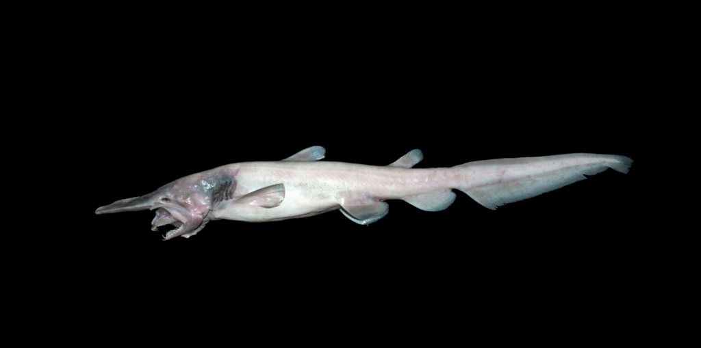 reproduction du requin-lutin dans les profondeurs