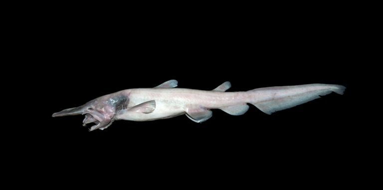 reproduction du requin-lutin dans les profondeurs