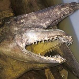 requin lutin squelette