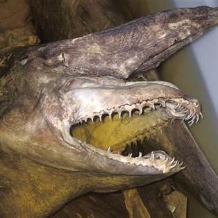 requin lutin squelette